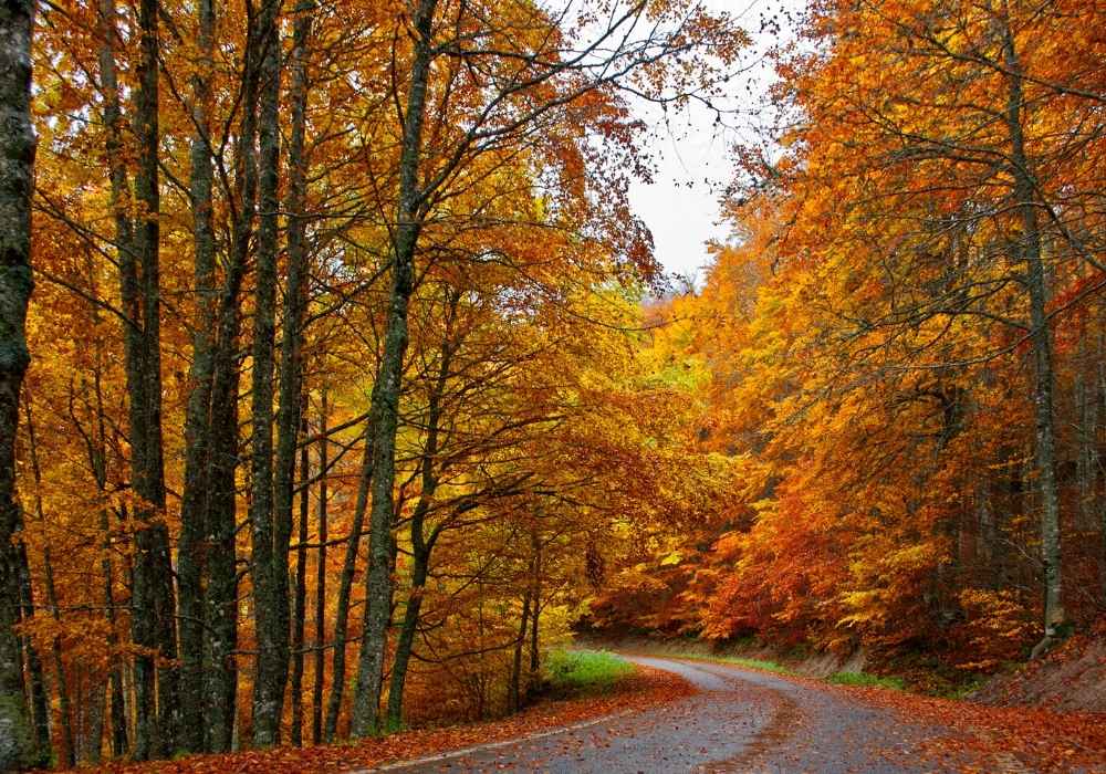 alojamiento en la selva de irati